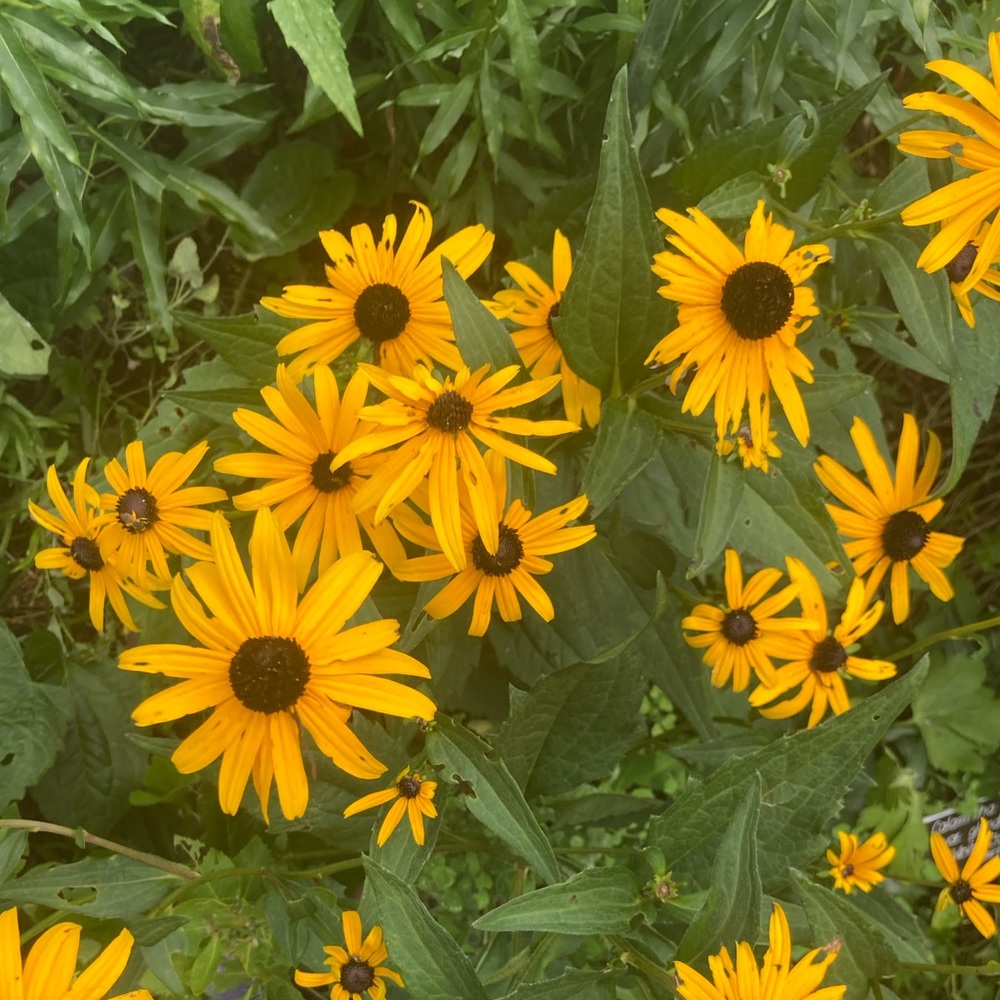 Meet your Posher, Lillian